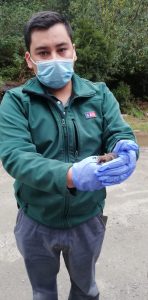 Familia de Palena junto al SAG rescatan a Monito del Monte que merodeaba viviendas