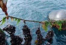 Académico de la UST destaca el crecimiento del rubro mitilicultor y el rol de la investigación