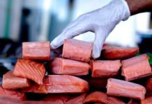 La secuenciación genómica y su rol clave contra las bacterias multirresistentes en salmónidos