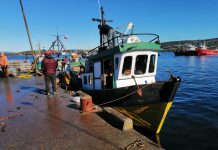 Incautan 1.834 kilos de erizo bajo la talla mínima legal tras fiscalizaciones de Sernapesca en Chiloé