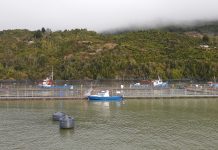 Extraen 250 mil salmones muertos desde Cochamó: Se destinarán a producción de harina