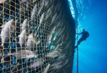 Investigador I-Mar Ulagos: «Tenemos información de zonas de riesgo para la futura salmonicultura oceánica»