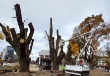 Removerán y repondrán cuatro árboles que fueron podados por mal estado en Plaza de Armas de Osorno