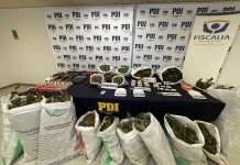 Incautan cerca de 50 kilos de marihuana, armas y municiones en predio de San Juan de La Costa