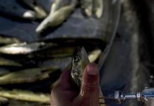 Salmón: Hubo alza en uso de antimicrobianos el 2021, pero bajó en un 42% en etapa de agua dulce