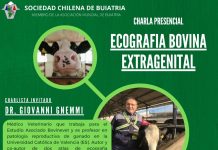 Sociedad Chilena de Buiatría invita a charla presencial sobre Ecografía Bovina Extragenital