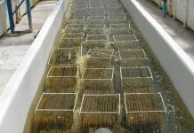 Liceo técnico producirá semillas de Choro Zapato para pequeños acuicultores