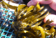 Científica chilena nominada al premio Earthshot de duques de Cambridge por trabajo en macroalgas