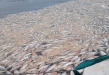 Doctora Bravo y mortandad de salmones en Cochamó: Se debió a una subida de agua pobre en oxígeno