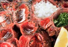 Investigación: El piure tiene diversos «linajes» genéticos y todos están en la región de Los Lagos