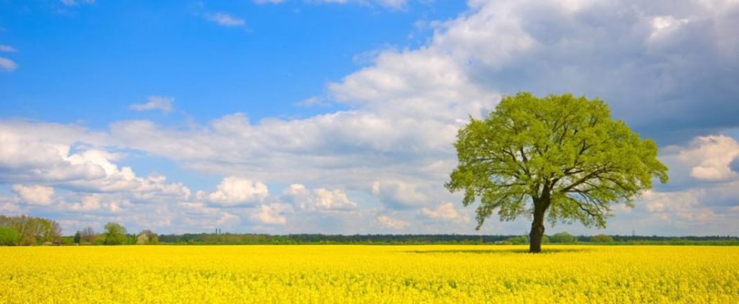 raps_Canola900x598px-1140x470