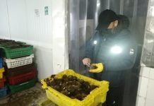 Incautan casi 6 toneladas de recursos del mar en la comuna de Ancud