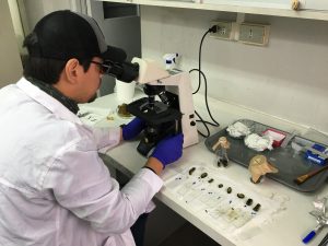 Núcleo Milenio entrega capacitación para el cultivo de algas de importancia económica para la región