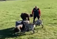 Denuncian ante Fiscalía a funcionario del SAG que entregó zorro a perros para que lo devoraran