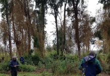 Fiscalizan proyectos de parcelaciones que comprometen al bosque nativo en la región de Los Lagos
