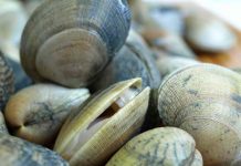 Diputado Mauro González: Avanza proyecto que endurece penas por venta de mariscos contaminados con toxinas