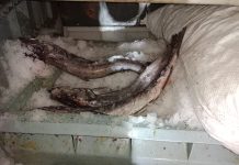 Incautan 1400 kilos de merluza del sur de origen ilegal en Osorno