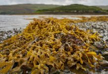 ULagos estudia 10 algas para incorporarlas a dieta de rumiantes y así reducir gas de efecto invernadero