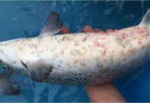 Investigador de INCAR detalla proyecto de vacuna para combatir la caligidosis en el salmón
