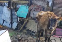 Detectan maltrato animal de un vacuno en Ovejería: SAG denunció el hecho a la Fiscalía