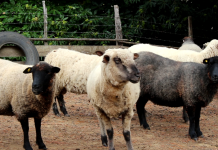 Denuncian ataques de jaurías a ovejas Künko en San Juan de La Costa