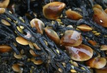 Chiloé sin semillas de chorito y choro maltón: Solicitan ayuda tras pérdidas por más de $1.200 millones