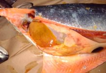 Aquavirus 2022: Doctor expondrá sobre el peligroso PRV que daña al salmón coho en engorda