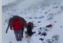 Identifican a responsables de caza ilegal de pumas en Neuquén