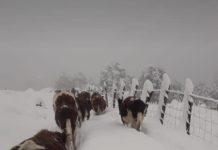 Apoyan solicitud de alcaldes de Futaleufú y Palena de declarar estado de catástrofe en estas comunas por intensas nevadas