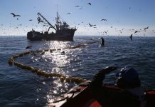 Siete tripulantes de navío son detenidos por homicidio en Aysén: Habían hecho denuncia de presunta desgracia de su patrón