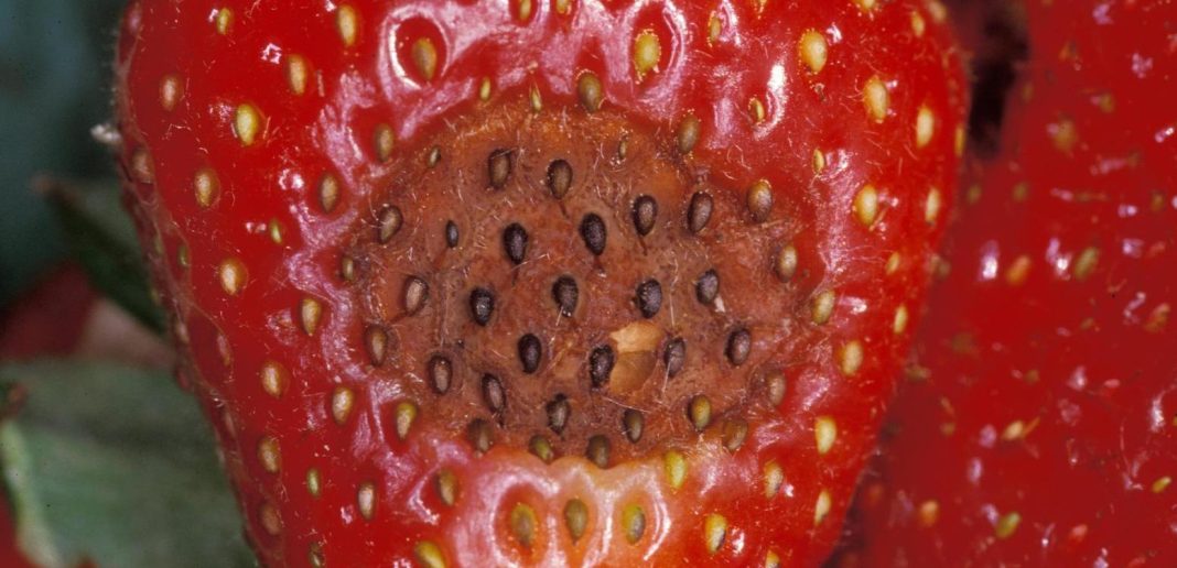 IMAGENES FRUTILLAS CON NEMATODO
