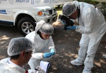 PDI Valdivia investiga muerte de pudú que habría sido maltratado por una mujer en Dalcahue