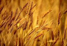 Graves problemas provoca baja global del precio del trigo