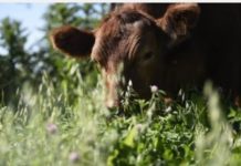 China cría nueva raza de ganado vacuno