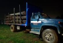 Incautan 18 millones de pesos en madera robada y vehículos: cuatro hombres detenidos en Corral