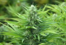 Comisión del Senado aprueba indicación para tener hasta cinco plantas de marihuana para uso personal