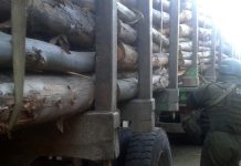 La ley que sanciona como delito grave el robo de madera ya fue promulgada
