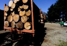 Decretan primera prisión preventiva bajo la nueva ley de robo de madera