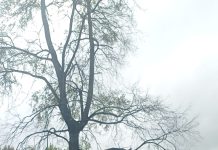 Los días miércoles y sábado de la semana en curso continuarán trabajos en la ruta a Alerce-Puerto Montt