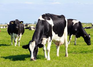 El uso de aceites esenciales en la dieta de vacas lactantes mejora la productividad y reduce el metano en granjas lecheras comerciales de pastoreo libre inicio
