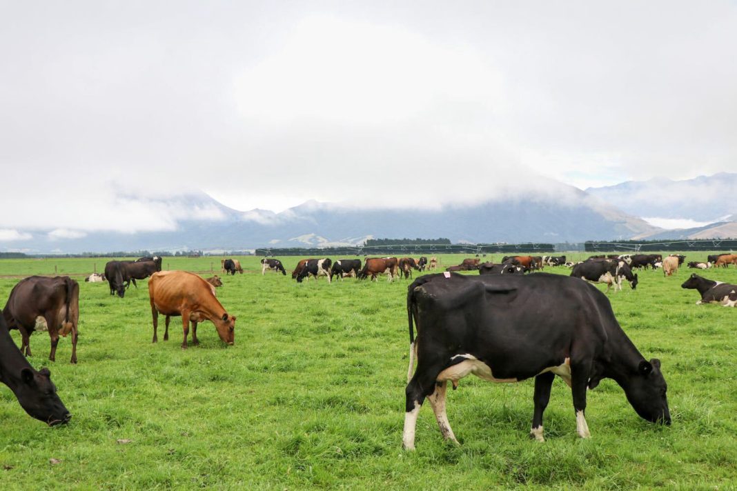 New-Zealand_grazing_1