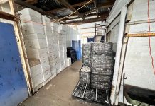 Decomisan más de 500 kilos de locos en planta ilegal de procesamiento en Maullín