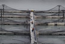 Salmonicultura: Buenas prácticas de cultivo y reducción de antibióticos