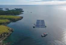 Industria del salmón ya trabaja por debate sobre nueva Ley de Pesca y Acuicultura