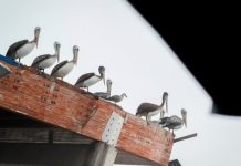 Minsal llamó a “no alarmarse, pero estar alerta” ante Influenza Aviar en Chile