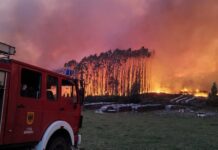 Gobierno descarta decretar Estado de Catástrofe por siniestro forestal en Valdivia y Paillaco