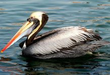 SAG Biobío confirma primer caso de influenza aviar en aves silvestres en la región