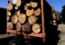 Comisión Investigadora de la Cámara no pudo establecer vínculo entre robo de madera y causa mapuche