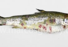 CIBA: La furunculosis atípica en salmón del Atlántico y alza de casos