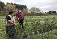 Superficie de frutales se ha expandido un 32% en la Región de Los Lagos